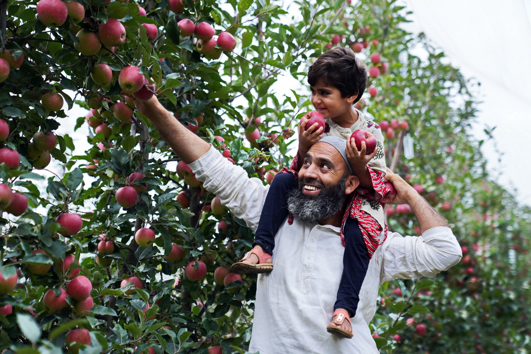 Growing dignity picking apples 